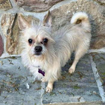 Rescue Terrier Dogs for Adoption in Hillsborough, North Carolina - Milo | PetCurious