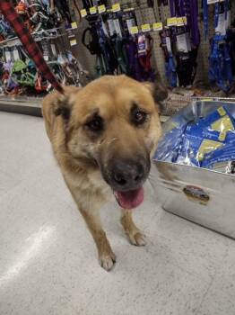 German Shepherd Dog Dogs Available for Adoption - Vincent (aka Vinnie) | PetCurious