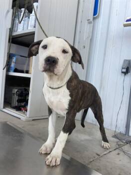 Sarah - URGENT -  Pit Bull Terrier Dog for Adoption in Thousand Oaks, California - Sarah - URGENT | PetCurious