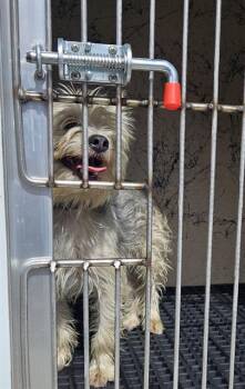 DEXTER -  Yorkshire Terrier Dog for Adoption in Las Vegas, Nevada - DEXTER | PetCurious