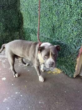 Rico -  Pit Bull Terrier Dog for Adoption in El Paso, Texas - Rico | PetCurious