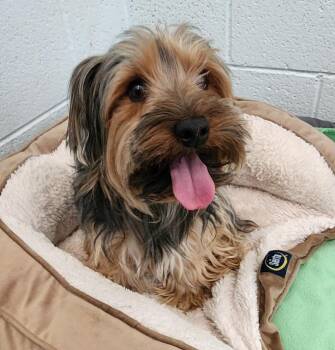 Kofa (Ko-Fuh) -  Yorkshire Terrier Dog for Adoption in Cottonwood, Arizona - Kofa (Ko-Fuh) | PetCurious
