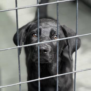 Retriever and Mixed Breed Dogs Available for Adoption in Bradenton, Florida - Gum Drop | PetCurious