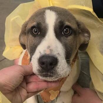Anatolian Shepherd Dogs Available for Adoption in Woolwich, Maine - Oakley | PetCurious
