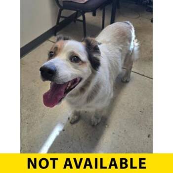 Mark -  Mixed Breed Dog for Adoption in Eugene, Oregon - Mark | PetCurious