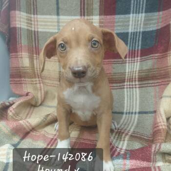 Hope -  Hound Dog for Adoption in New Tazewell, Tennessee - Hope | PetCurious