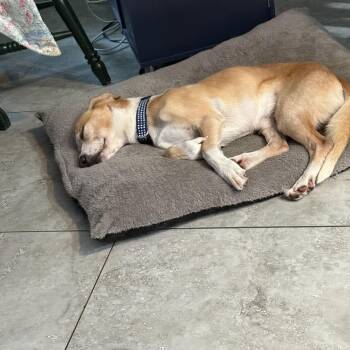 Mixed Breed Dogs Available for Adoption - Benny | PetCurious