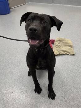 Labrador Retriever Dogs Available for Adoption in Indianapolis, Indiana - BIGMAC | PetCurious