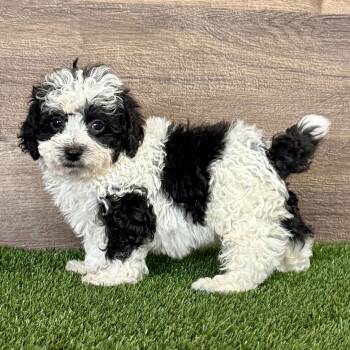 Luna -  Malti Poo and Maltipoo Dog for Adoption in Dallas, Texas - Luna | PetCurious