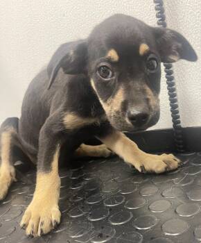 Wilson -  Labrador Retriever and Mixed Breed Dog for Adoption in Kemp, Texas - Wilson | PetCurious