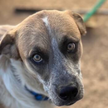 Cattle Dog and Shepherd Dogs Available for Adoption - Mama Sadie | PetCurious