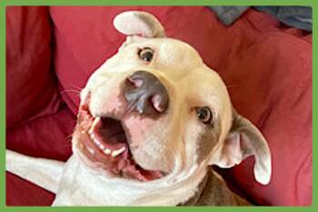 Rescue Staffordshire Bull Terrier Dogs for Adoption in Amherst, Massachusetts - Myrtle | PetCurious