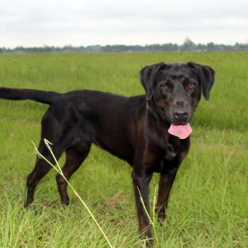 Melly -  Black Labrador Retriever Dog for Adoption in Natchitoches, Louisiana - Melly | PetCurious