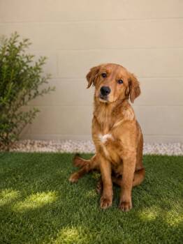 Jenny -  Golden Retriever and Labrador Retriever Dog for Adoption in Winter, Wisconsin - Jenny | PetCurious
