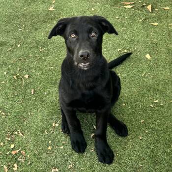 Labrador Retriever and Shepherd Dogs Available for Adoption in San Diego, California - Chistery | PetCurious