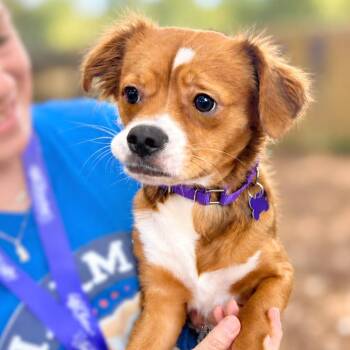 Dandelion -  Cavalier King Charles Spaniel and Chihuahua Dog for Adoption in Boerne, Texas - Dandelion | PetCurious