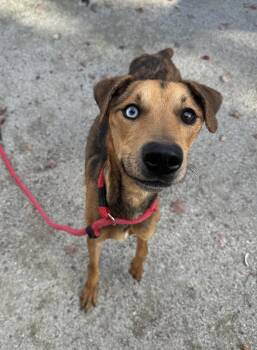 Rescue Mixed Breed Dogs for Adoption in Philadelphia, Pennsylvania - Jeremiah | PetCurious