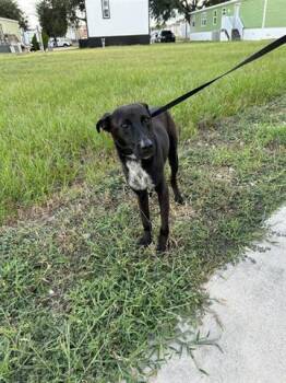 Rescue Labrador Retriever and Mixed Breed Dogs for Adoption in Houston, Texas - GUY | PetCurious