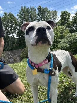 Wiggles -  Pit Bull Terrier Dog for Adoption in Cleveland, Ohio - Wiggles | PetCurious