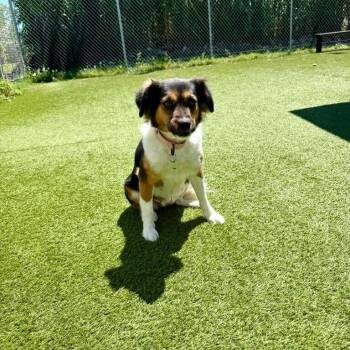 Border Collie and Beagle Dogs Available for Adoption in Houston, Texas - Sunny | PetCurious