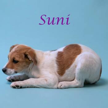 Cattle Dog Dogs Available for Adoption in Lebanon, Tennessee - Suni D26-101 | PetCurious