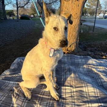 Australian Cattle Dog Blue Heeler and Mixed Breed Dogs Available for Adoption in Parker, Colorado - 561 (2026) Tanner | PetCurious