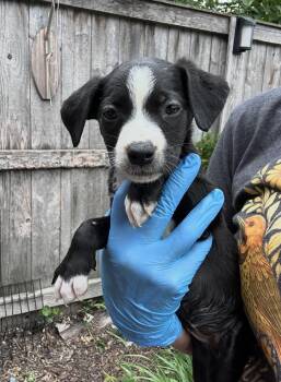 Lacoste -  Border Collie and Retriever Dog for Adoption in Bull Valley, Illinois - Lacoste | PetCurious