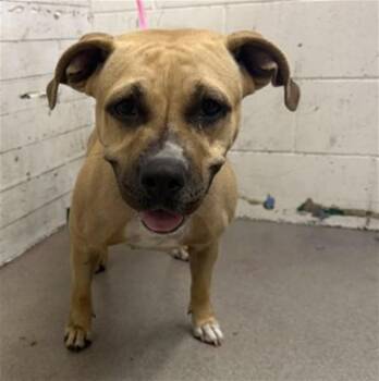 FLORENCE -  Pit Bull Terrier Dog for Adoption in San Bernardino, California - FLORENCE | PetCurious