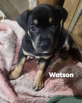 Watson -  Pit Bull Terrier and Rottweiler Dog for Adoption in Marine City, Michigan - Watson | PetCurious