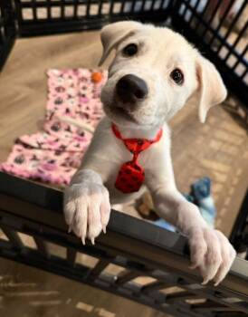 Ghost "Ghostie" Malone -  Great Pyrenees and Labrador Retriever Dog for Adoption in Friendswood, Texas - Ghost "Ghostie" Malone | PetCurious