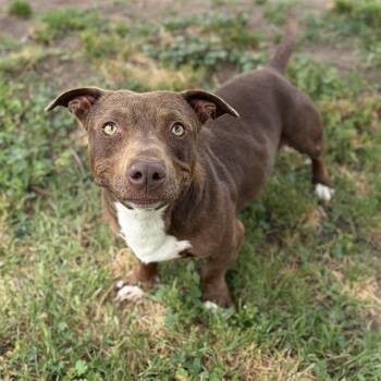 Pit Bull Terrier and Dachshund Dogs Available for Adoption in Modesto, California - PENN | PetCurious