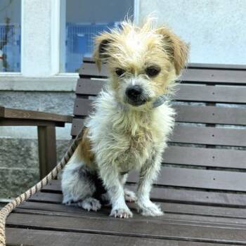ARTIE -  Terrier and Mixed Breed Dog Available for Adoption in Long Beach, California - ARTIE | PetCurious