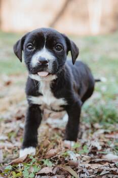 Hound Dogs Available for Adoption - Cricket | PetCurious