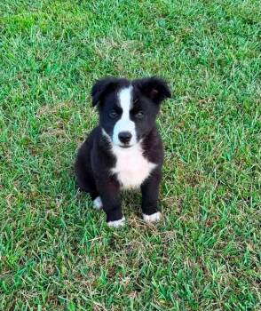 Ronaldo -  Australian Shepherd Dog for Adoption in Glocester, Rhode Island - Ronaldo | PetCurious