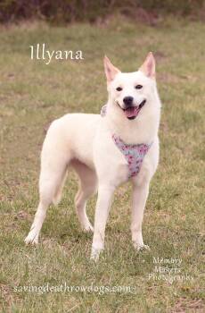 Husky and Australian Kelpie Dogs Available for Adoption in Topeka, Kansas - Illyana | PetCurious