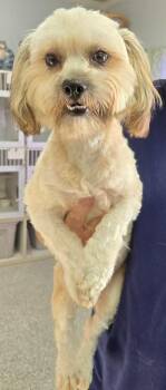 Rescue Lhasa Apso and Shih Tzu Dogs for Adoption in San Antonio, Texas - Ryan | PetCurious
