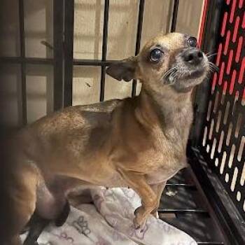 Chihuahua and Mixed Breed Dogs Available for Adoption - Avery | PetCurious