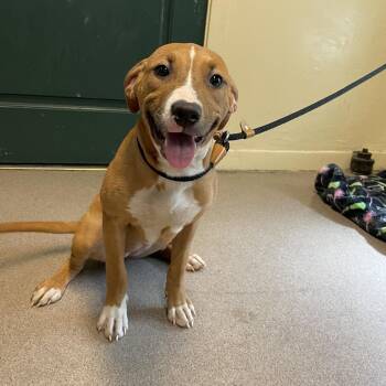 Nala -  Labrador Retriever and Mixed Breed Dog for Adoption in Pasadena, California - Nala | PetCurious