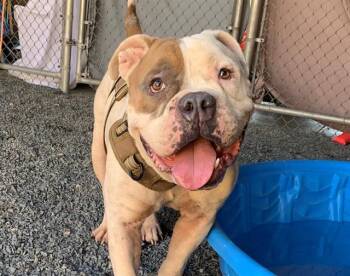 SAVE ME PLEASE Bubba - IDA554163 -  English Bulldog Dog for Adoption in San Marcos, California - SAVE ME PLEASE Bubba - IDA554163 | PetCurious