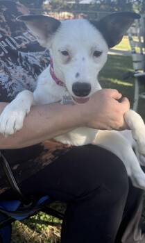 Rescue Mixed Breed Dogs for Adoption in Woodland, California - RIVER THE CUTEST GIRL!!! | PetCurious