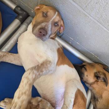 Beagle and Mixed Breed Dogs Available for Adoption in Grand Junction, Colorado - Childress | PetCurious