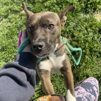 Akita Dogs Available for Adoption in St. Louis, Missouri - Lil Diver | PetCurious