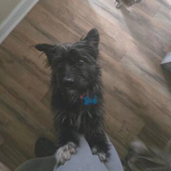 Cairn Terrier Dogs Available for Adoption - Bindi | PetCurious