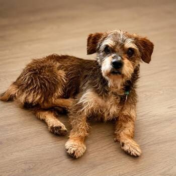 Shakespeare -  Shih Tzu and Terrier Dog for Adoption in San Antonio, Texas - Shakespeare | PetCurious