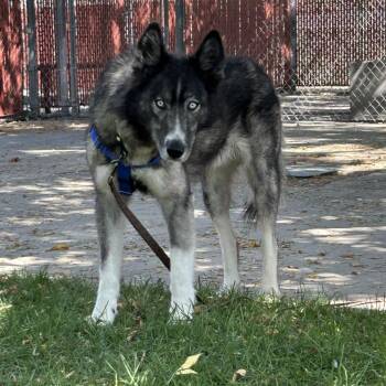 Siberian Husky Dogs Available for Adoption - Beckham | PetCurious