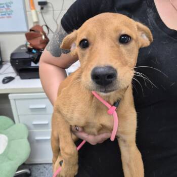 Felicia 29917 -  Mixed Breed Dog for Adoption in Middleburg, Florida - Felicia 29917 | PetCurious