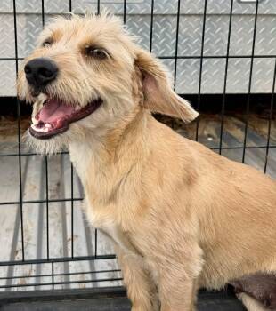 Miniature Poodle and Cairn Terrier Dogs Available for Adoption in New Baltimore, Michigan - Marcona | PetCurious