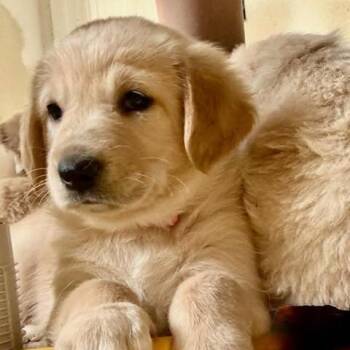 Hazel -  Mixed Breed Dog for Adoption in Alma, Wisconsin - Hazel | PetCurious