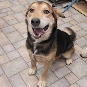 Jordan -  Shepherd Dog for Adoption in Hollister, Missouri - Jordan | PetCurious
