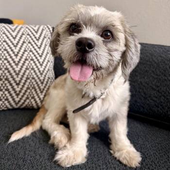 Auggie -  Shih Tzu Dog for Adoption in Baton Rouge, Louisiana - Auggie | PetCurious